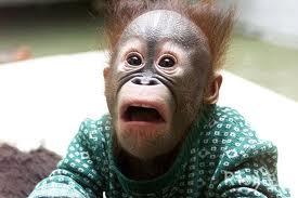 monkey.jpg